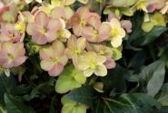 Helleborus hybridus HGC Marlon