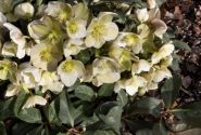 Helleborus hybridus HGC Marlon