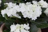 Hydrangea macrophylla Fanny, 17 cm podā