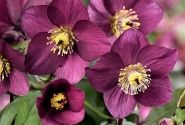 Helleborus lemperii HGC Winter Ballet Karli