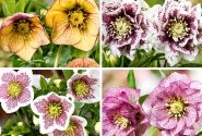 Helleborus hybridus Spring Promise MIX (15 cm)
