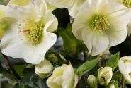 Helleborus hybridus Spring Promise MIX (15 cm)