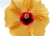 Hibiscus rosa-sinensis Adonicus Apricot