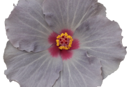 Hibiscus rosa-sinensis Cato (13cm)
