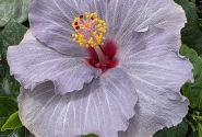 Hibiscus rosa-sinensis Cato (13cm)