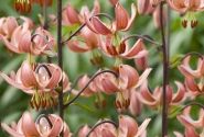 Lilium MA Alberta Morning P313 (JW03)