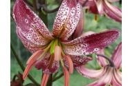 Lilium MA Alberta Morning P313 (JW03)