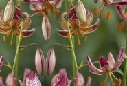 Lilium MA Alberta Morning (P313 JW03)