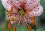 Lilium MA Purple Morning (P324 JW15)