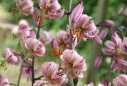 Lilium MA Purple Morning (P324 JW15)