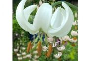 Lilium MA Snowy Morning (P331 JW25)