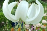Lilium MA Snowy Morning (P331 JW25)