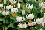 Lilium MA Snowy Morning (P331 JW25)