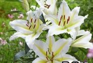 Lilium OR Baferrari