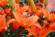 Lilium AZ Tresor