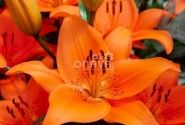 Lilium AZ Tresor