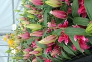 Lilium OR Grand Amour