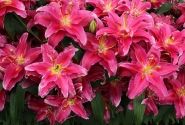 Lilium OR Grand Amour