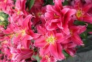 Lilium OR Grand Amour