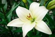 Lilium LA Bach
