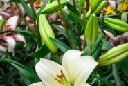 Lilium LA Pavia