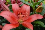 Lilium LA Colares