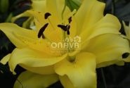 Lilium OT Exotic Sun