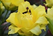 Lilium OT Exotic Sun