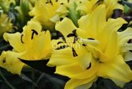 Lilium OT Exotic Sun