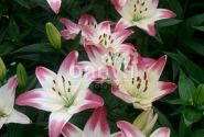 Lilium AZ Lollypop