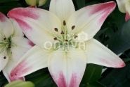Lilium AZ Lollypop