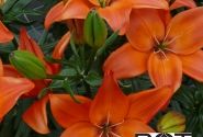 Lilium AZ Easy Love