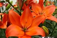 Lilium AZ Easy Love