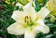 Lilium LA Ercolano