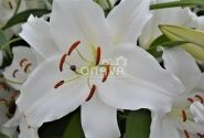 Lilium OR Premium Blond