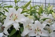 Lilium OR Premium Blond