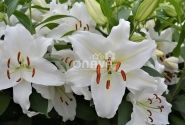 Lilium OR Premium Blond