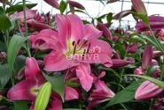 Lilium OT Maldano