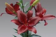 Lilium LA Forza Red