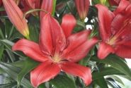 Lilium LA Forza Red