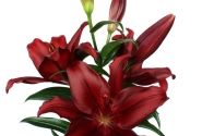 Lilium LA Forza Red