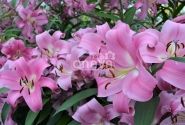 Lilium OT Profundo