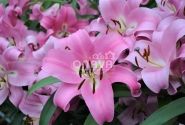 Lilium OT Profundo