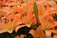 Lilium LA Cesare Zanlaces