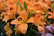 Lilium LA Cesare Zanlaces