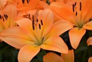 Lilium LA Cesare Zanlaces