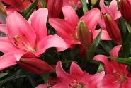 Lilium LA Indian Summerset