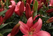 Lilium LA Indian Summerset
