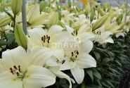 Lilium LA Litouwen