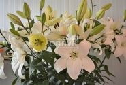 Lilium LA Litouwen